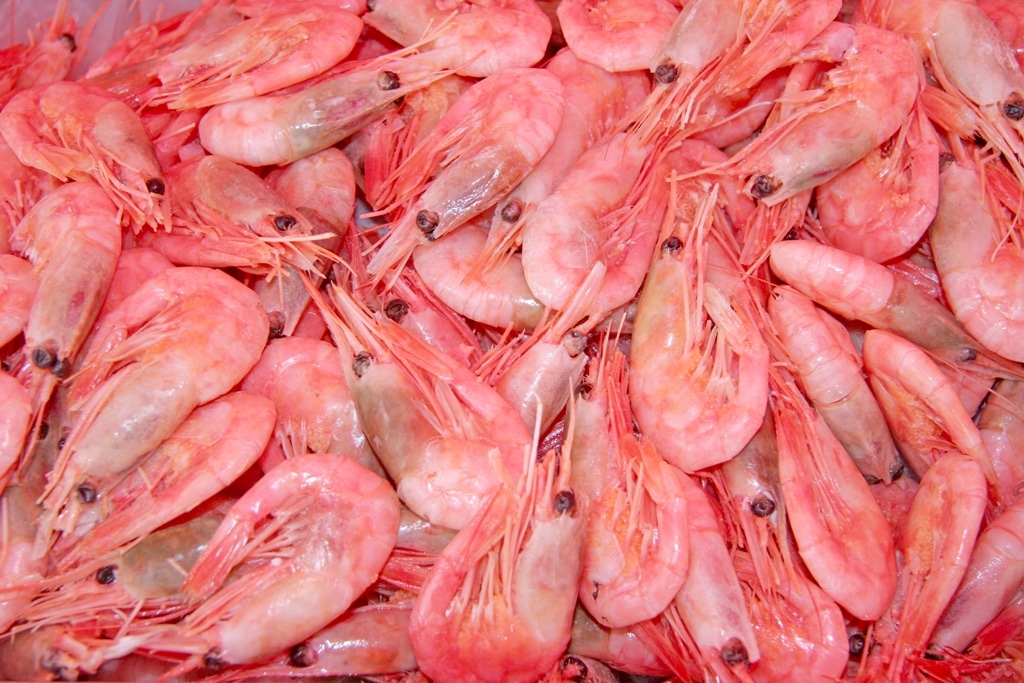 Pink Shrimp (2)