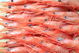 Pink Shrimp (4)